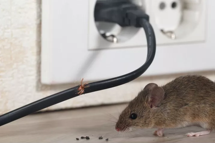 Уничтожение мышей